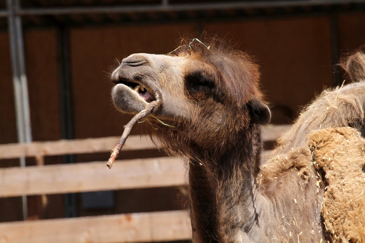 sfzoo's tweet image. Hello Hump Day!
Sometimes, all you need is a good stick! Here’s male Bactrian camel Bactrius Maximus II chewing on a stick, a natural behavior that keeps him both engaged and enriched.