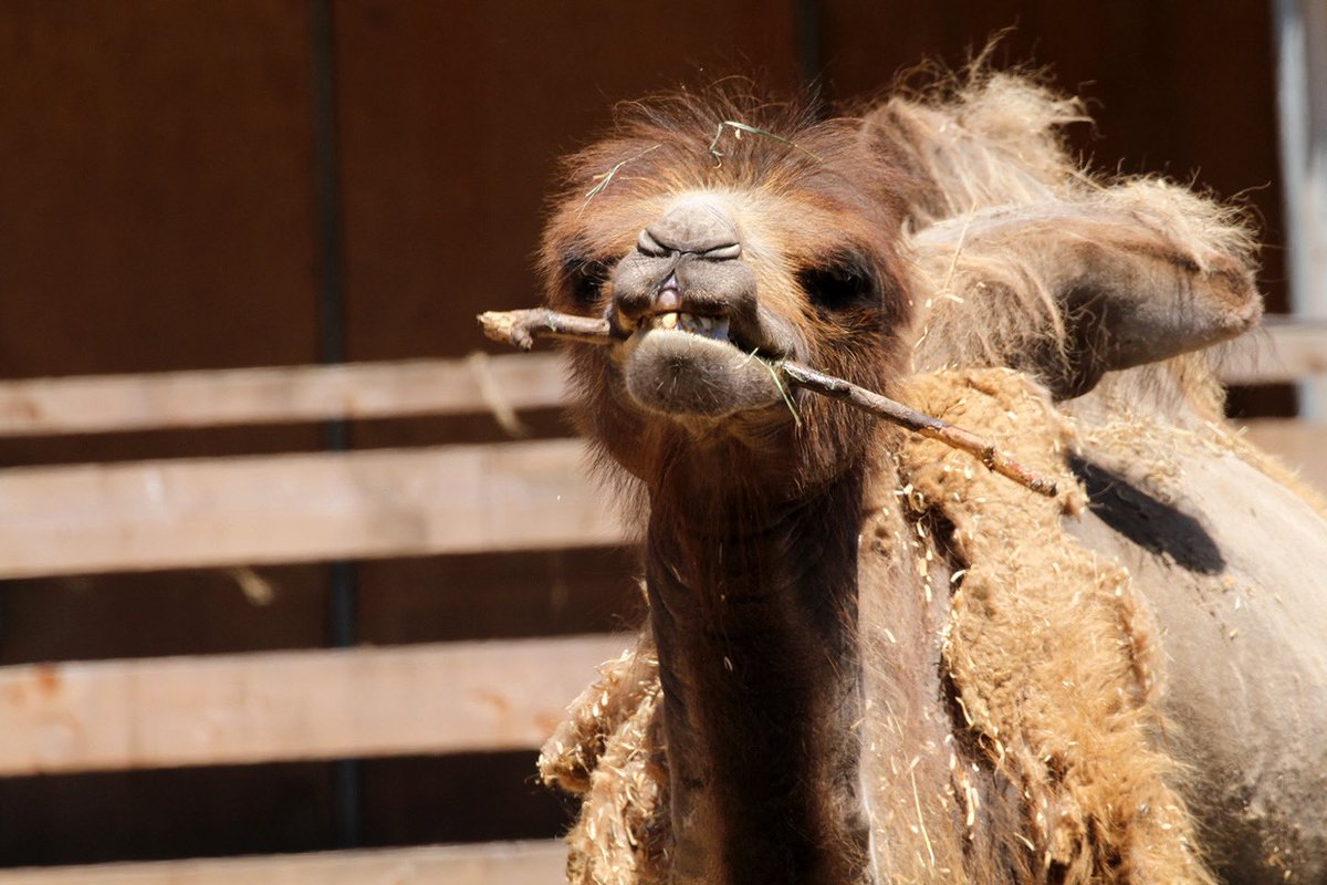 sfzoo's tweet image. Hello Hump Day!
Sometimes, all you need is a good stick! Here’s male Bactrian camel Bactrius Maximus II chewing on a stick, a natural behavior that keeps him both engaged and enriched.