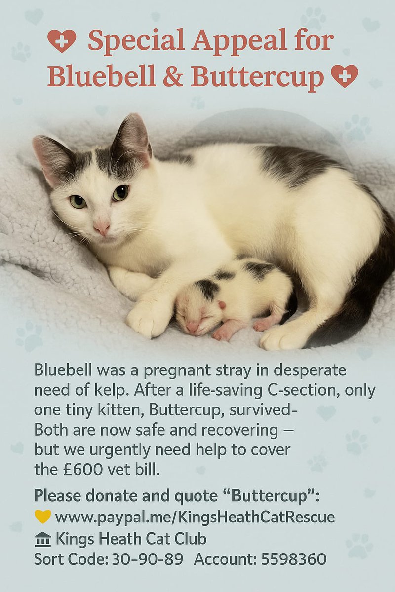 Kings Heath Cat Rescue tweet media