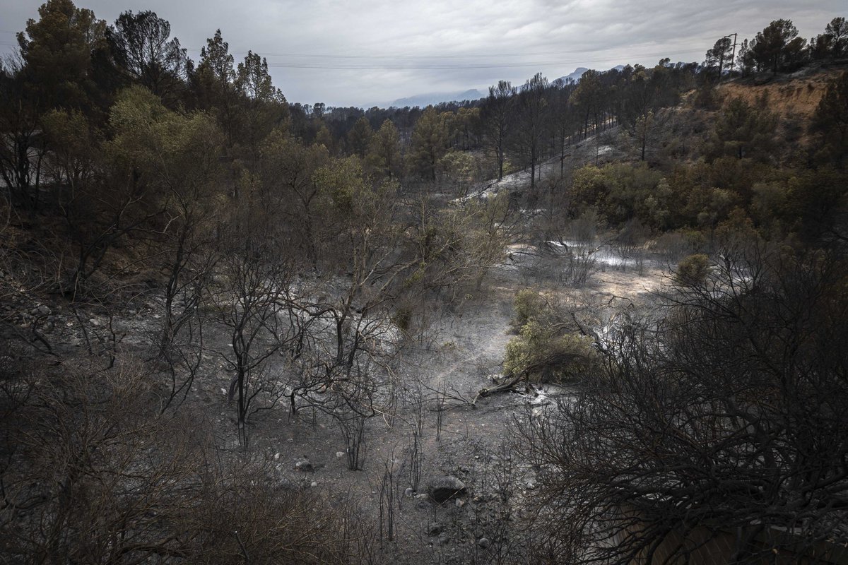 Les conseqüències del #IFPaüls #incendi