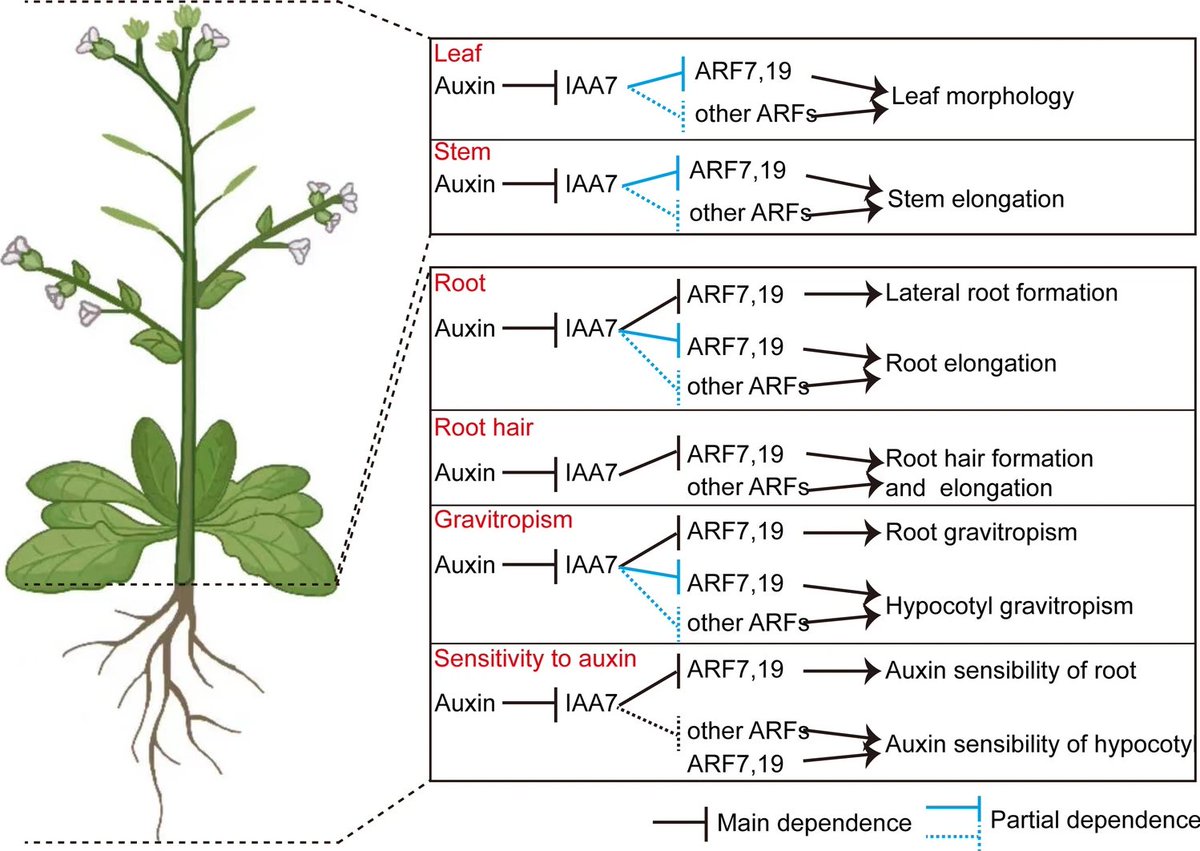 The IAA7-ARF7-ARF19 auxin signaling module plays diverse roles in Arabidopsis growth and development. 

Su, X., Zhang, X., Luo, J. et al. Planta 262, 12 (2025).
➡️rdcu.be/evx93