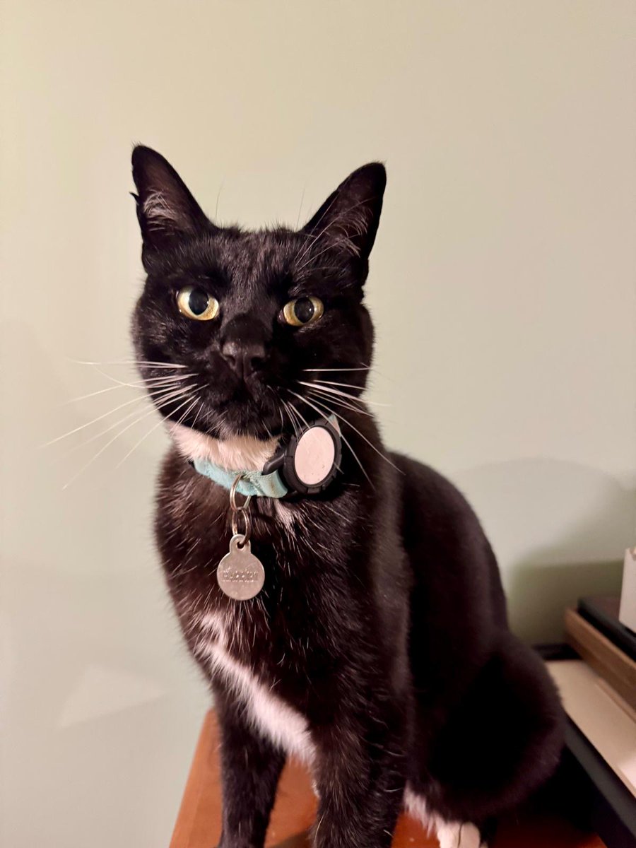 thespy_harriet's tweet image. my face is very tiny
my paws is very white
i am allowed to bap your nose
in the middle of the night
