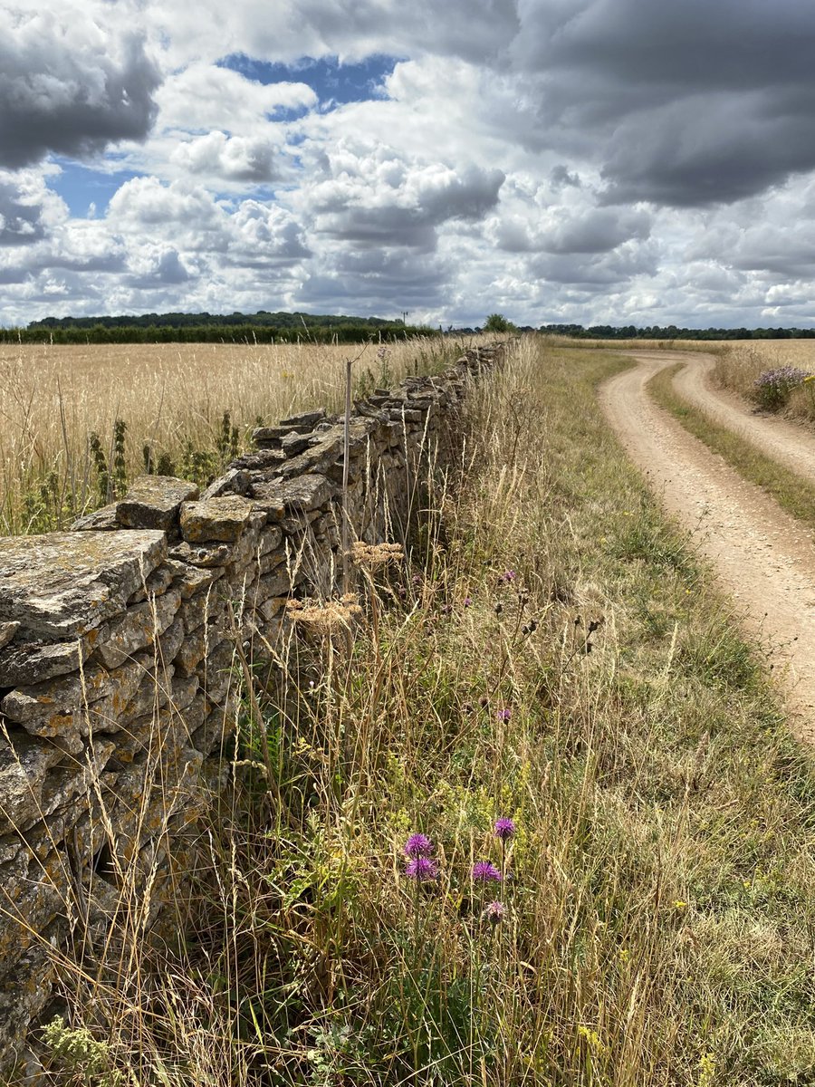 #WallsonWednesday On North Rauceby farmland that lies within the Southern Lincolnshire Edge. Drystone walling, much of it now derelict, is a characteristic of this part of Lincolnshire, disappearing from the landscape as the limestone plateau slope gradually merges with the fens