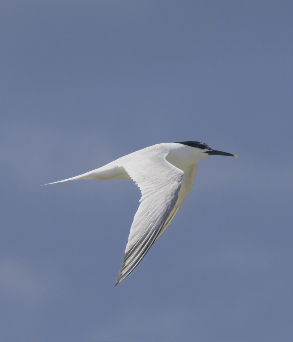 Spolvilla's tweet photo. Had great fun at the weekend photographing terns at Cemlyn Bay in North Wales. 2 lifers for us...Arctic and Sandwich 👍👍 With @OriginalQwerty. https://t.co/pklQVKlqan