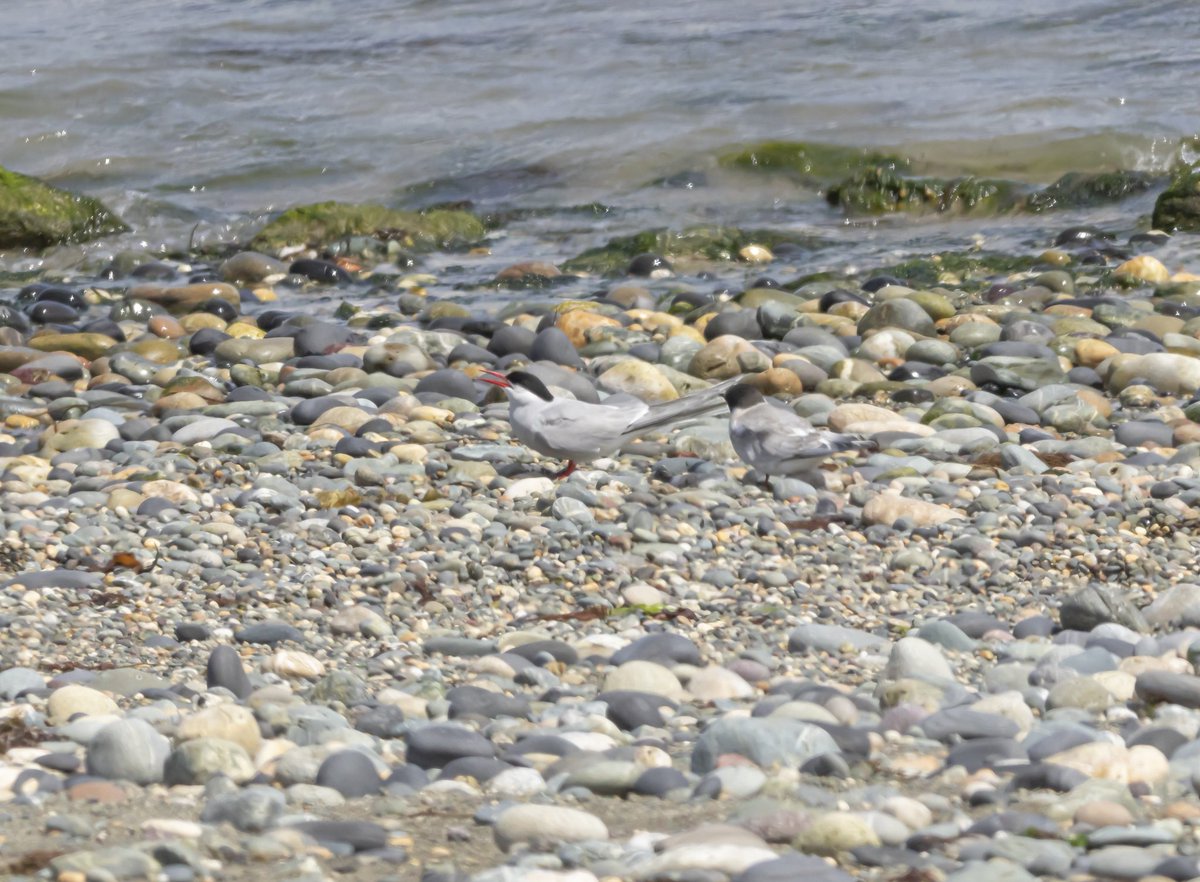 Spolvilla's tweet photo. Had great fun at the weekend photographing terns at Cemlyn Bay in North Wales. 2 lifers for us...Arctic and Sandwich 👍👍 With @OriginalQwerty. https://t.co/pklQVKlqan