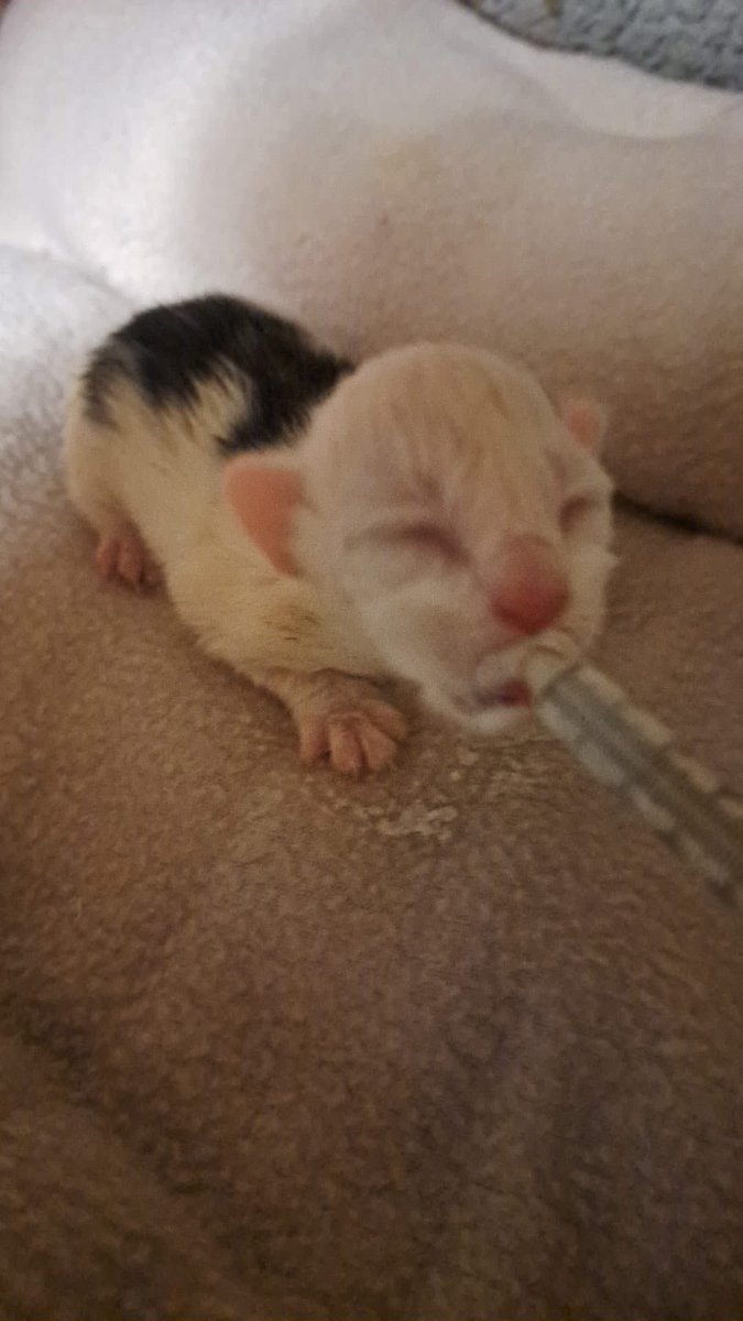 Kings Heath Cat Rescue tweet media