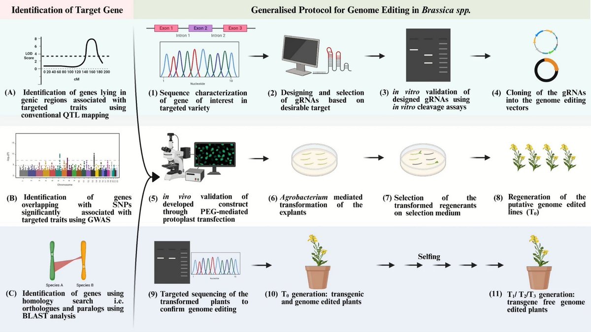 CRISPR/Cas9: efficient and emerging scope for Brassica crop improvement. 

Sharma, S.S., Pandey, A., Kashyap, A. et al. Planta 262, 14 (2025).
➡️rdcu.be/evyaX
