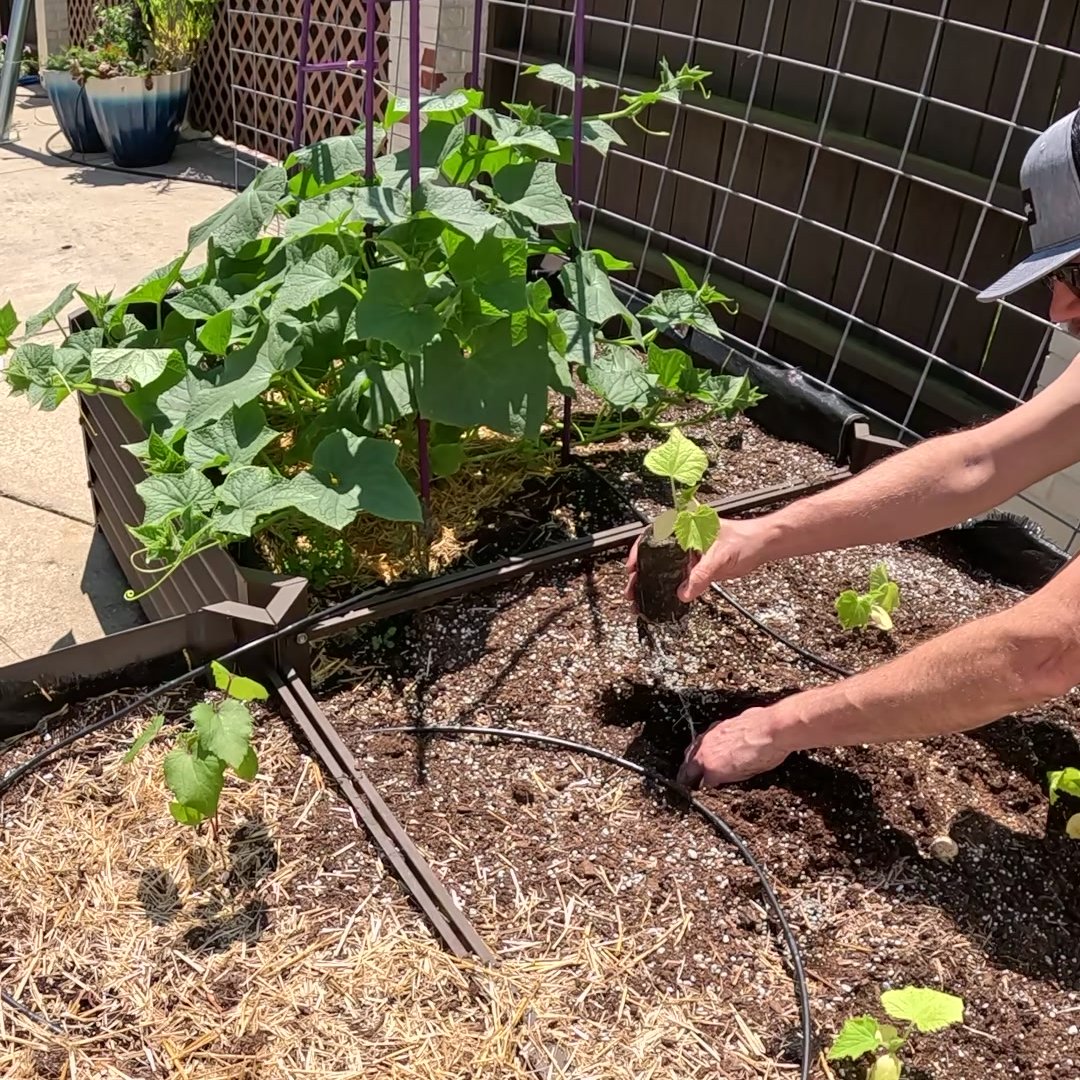 KitchenGardensX's tweet image. When I started gardening, I thought you plant once and that's it. But I learned something important: cucumber plants slow down and stop producing after a while.
What I do now: Plant new seeds every few weeks (it's called succession planting).
Right now I have:
🌱 Plants…