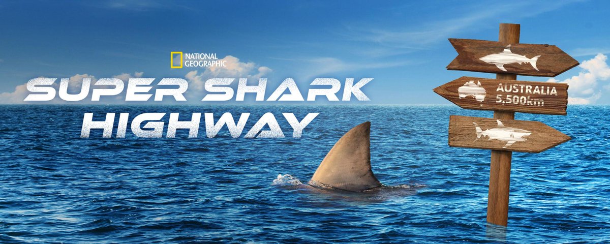 RED_Cinema's tweet photo. 'Super Shark Highway' follows two elite research teams tracking white sharks in the south and elusive giants in the tropical north, uncovering migration patterns, new behaviors, and what it takes to safely share the sea. #ShotonRED #SharksonRED
Now streaming on Disney+ and Hulu.

https://t.co/1euWz4Pfx3