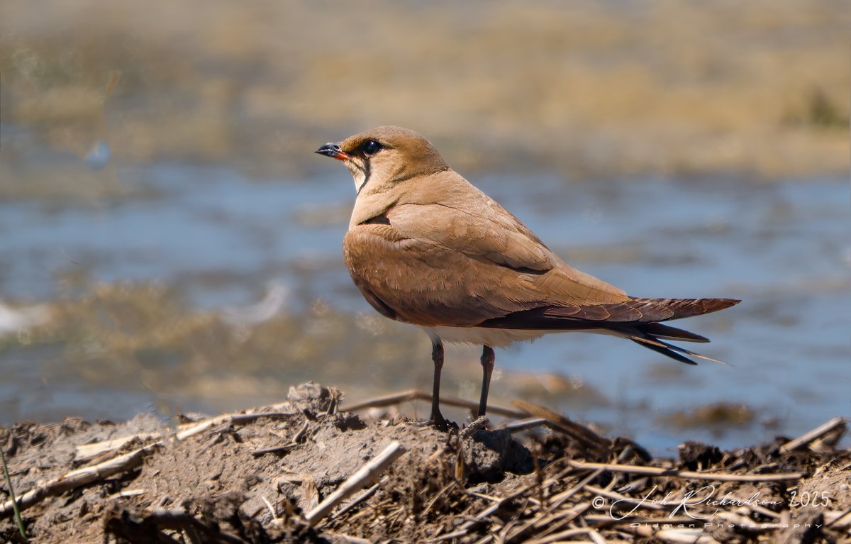 oldman65Suffolk's tweet image. Collared Pratincole
Aldeburgh Town Marshes
09/07/2025