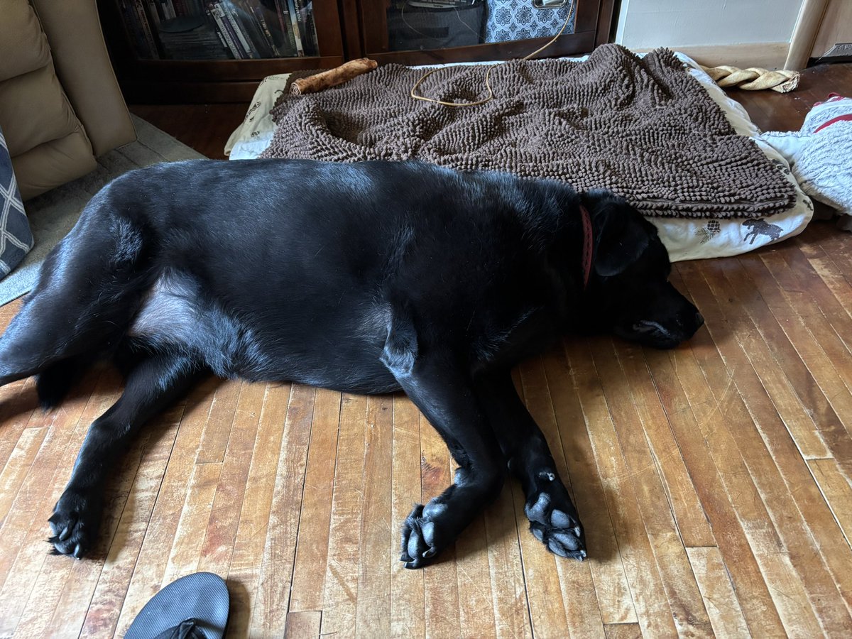AuthorKatrina's tweet photo. We are halfway through the week! And my day has been full of all the usual excitement of laundry and cleaning and kids, oh my! But now I have chicken in the crockpot for dinner and I’m ready to work on some writing, with some lazy animals for company🤣How is your Wednesday going? https://t.co/PuZeJApBg5