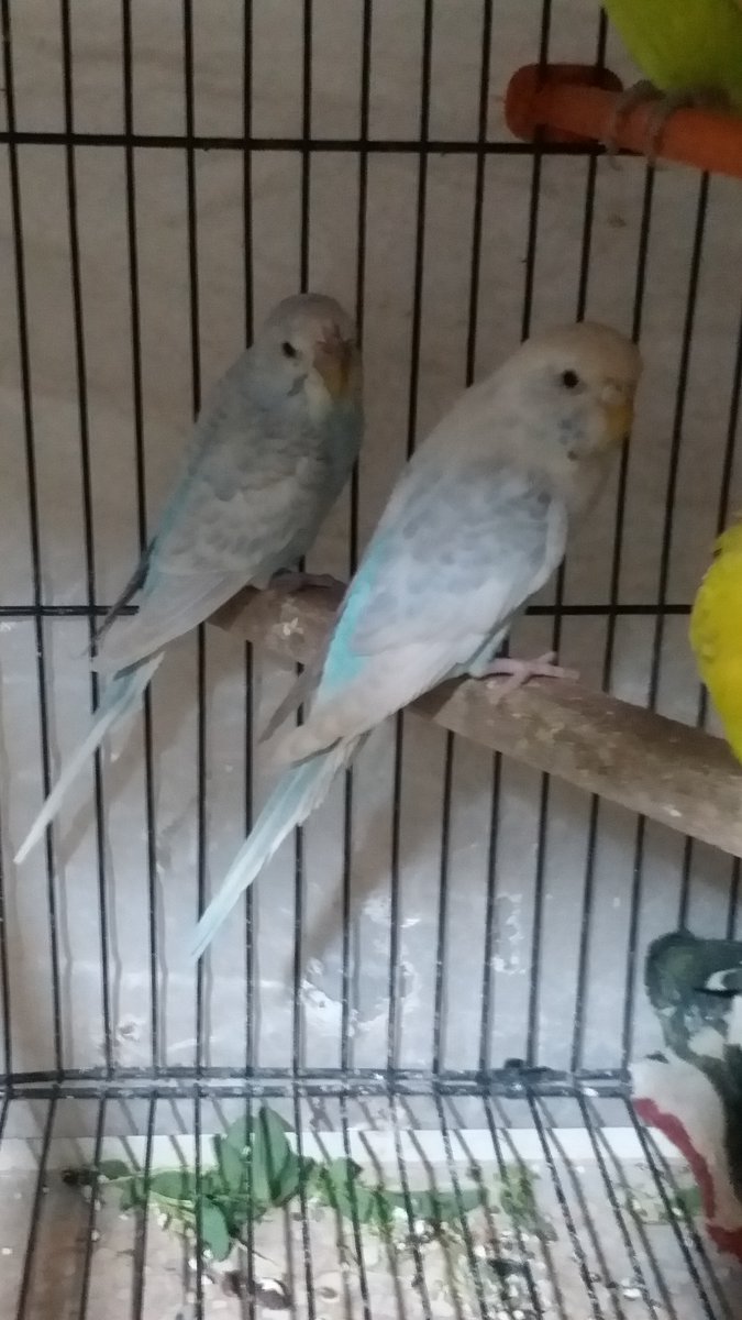 Budgerigars