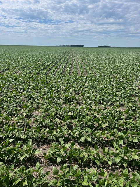 HDCWest's tweet photo. Navy beans are loving the recent moisture in Manitou, MB!

#NavyBeans #Manitoba #HensallCoop https://t.co/7O3Zl94Q5i