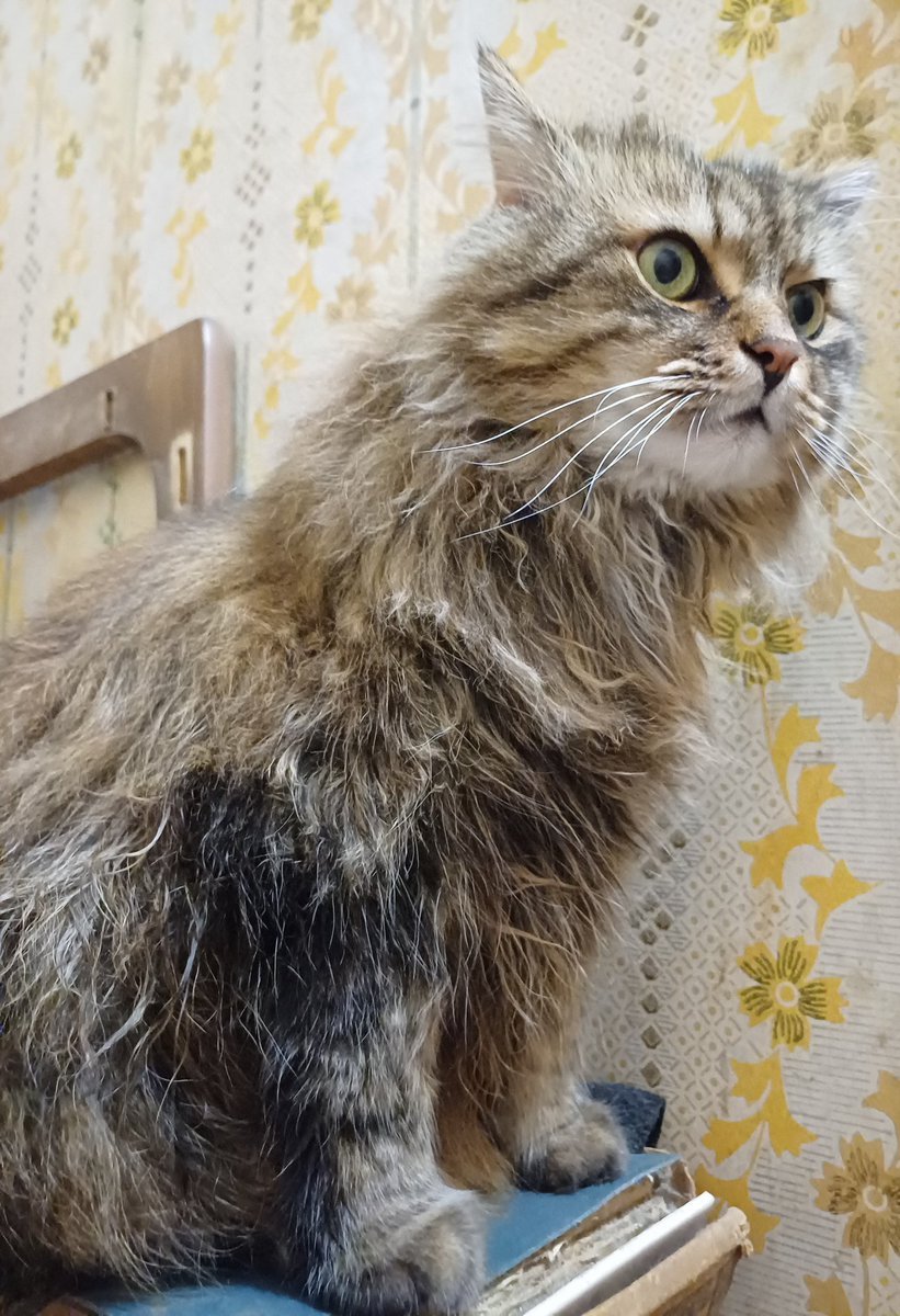 vasylthecat's tweet photo. Мокрий але гордий. https://t.co/NBgLHCT9kT