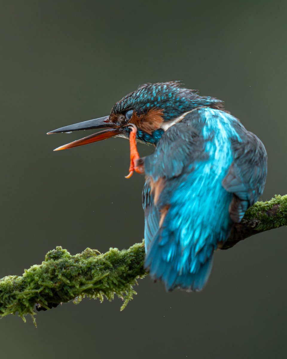 Scratch that itch little Queen! 🫅 

Common kingfisher 
#WildlifePhotography