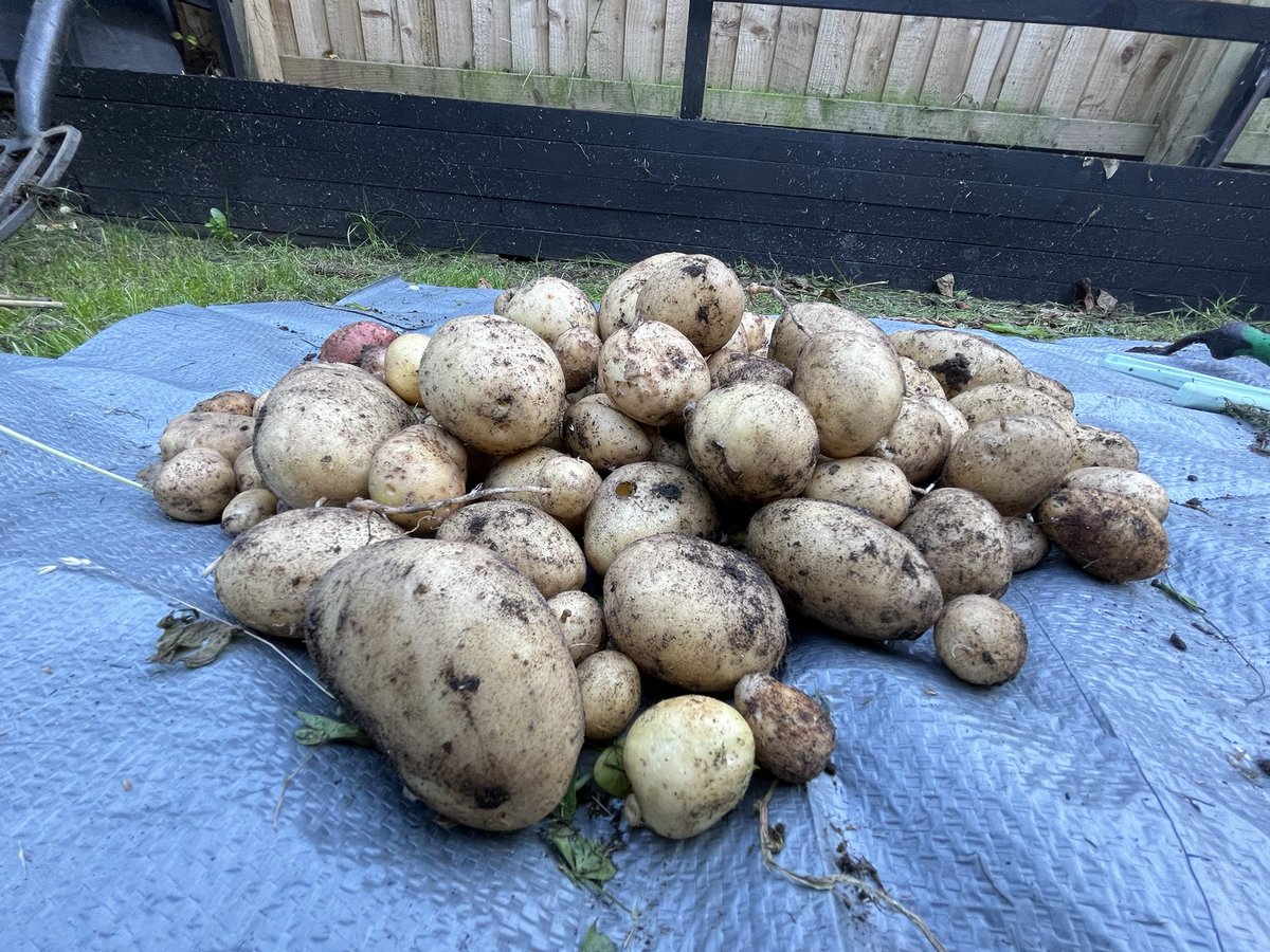 digitalplantpot's tweet image. I harvested my potatoes this afternoon. Some huge humdingers in there 😂❤️😱
#Potatoes #homegrown #gardening