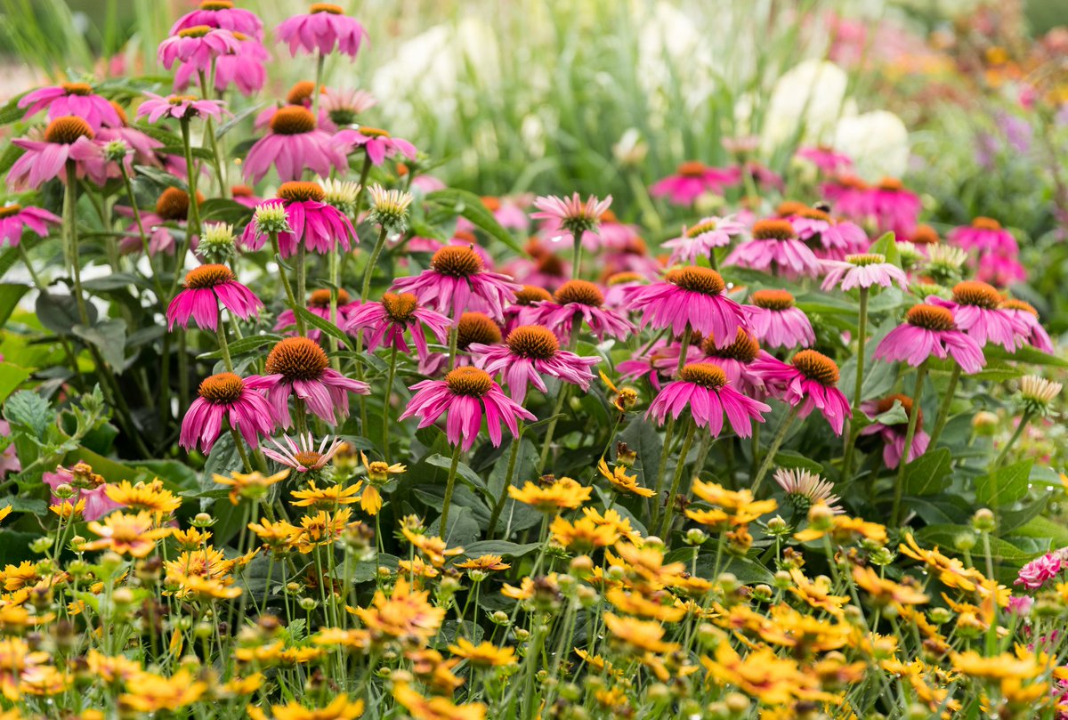 With upright stems and daisy-like blooms, #Echinacea, is bold and beautiful. This North American native lights up summer beds and borders with vibrant color, while feeding pollinators and birds. Find at your local garden center! (ALT for care)