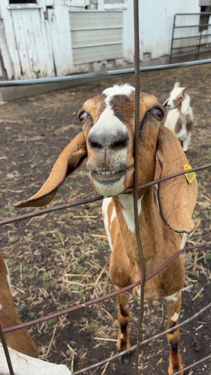 HannahSpang_FW's tweet photo. Visited the last farm for my Women of Sustainability series today. It has been such an honor to bring all of these amazing stories to life. 

The goat says, “Be sure to check out @FarmWeekNow as the series rolls out throughout July.”

@ILFarmBureau https://t.co/ubDKT4DLH3