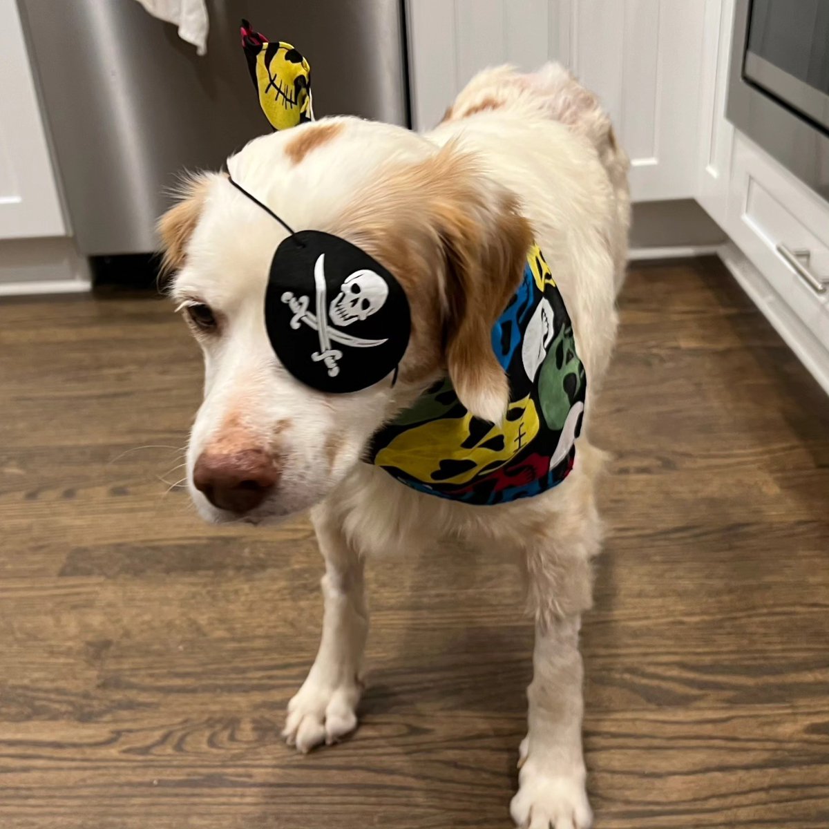 ABrittanyRescue's tweet photo. Let's get some good vibes going for #ABRFoster Bella who is having her eye removed today. The surgery will relieve her of severe pain from an interior luxating lens and corneal ulcer. ❤️ Please send Bella some love and good wishes! ❤️
#ThisIsWhyWeRescue #HopeForBella https://t.co/ErGGMrknRB