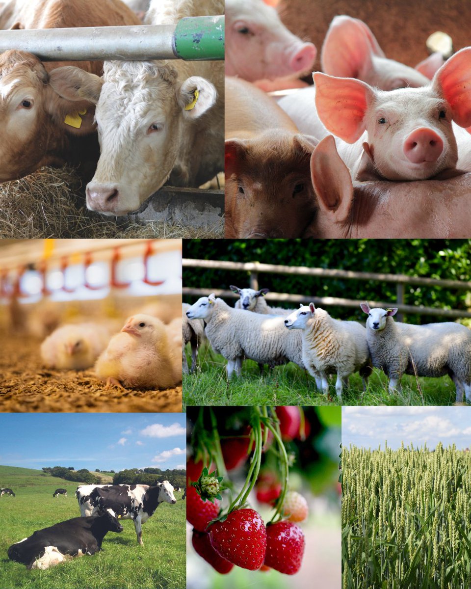 Visit our website to access all the latest updates from your sector following the recent Red Tractor Sector Board meetings. 

redtractor.org.uk/news/category/… 

#FoodAssurance #Boardupdates #RedTractor