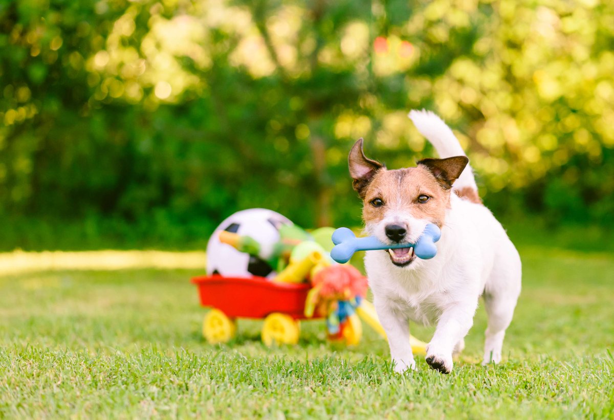 FamFriendsVet's tweet image. A little playtime goes a long way in keeping your pet happy and healthy! Whether it’s a walk in the park, fetch in the backyard, or even a fun puzzle toy, regular exercise helps your pet feel their best. Get those tails wagging and hearts pumping! 🐶🐱 #ActivePets #ExerciseIsFun