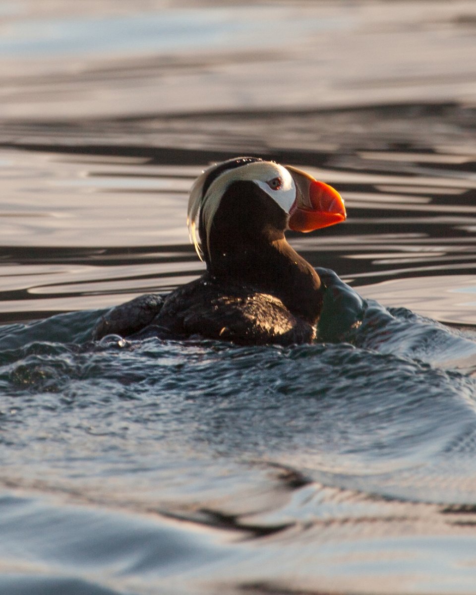 Out here in the Aleutian Islands, unlikely neighbors share the wild edges of Alaska.