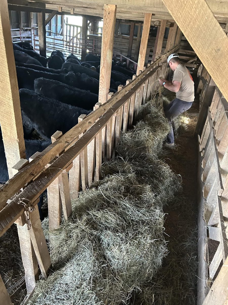 TNFFAFoundation's tweet image. 🥩 July is Beef Month, and we’re celebrating Weston Brown — our Beef Production Proficiency winner &amp;amp; TN FFA State President! 🌅

Weston cares for 200 Angus-influenced cattle &amp;amp; will represent TN at nationals this fall.

Thanks to @TNBeefCouncil for supporting the next generation!
