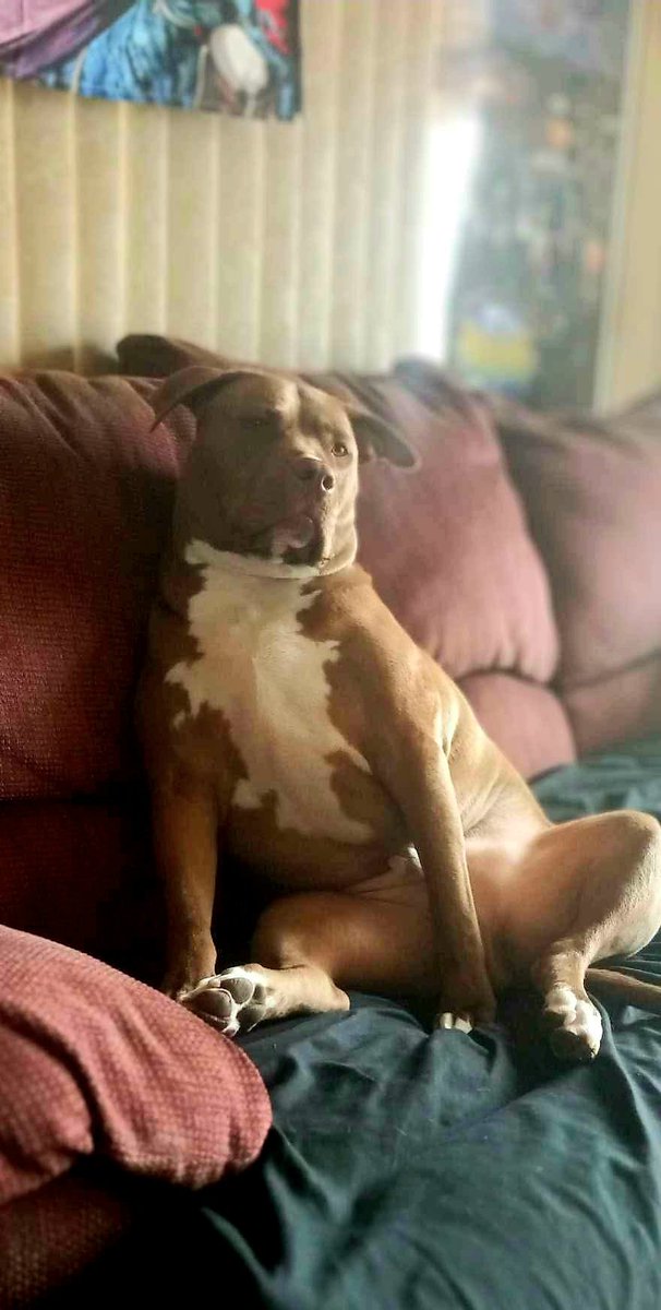 My baby Diesel dog
#pitbull #dog