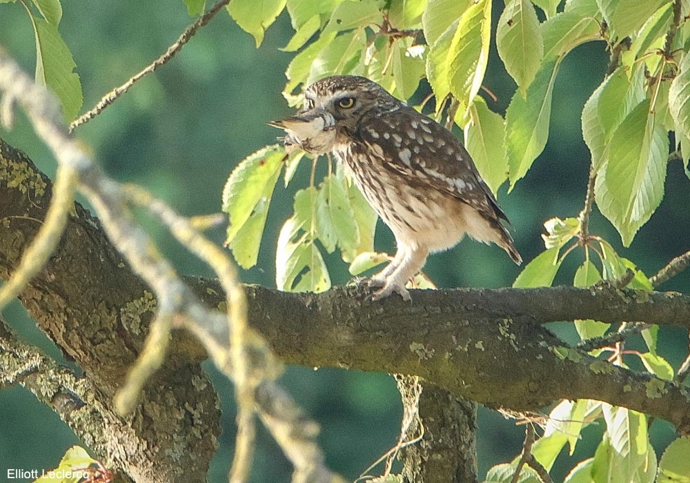 Ornithomedia's tweet image. Observations intéressantes d&apos;une Chevêche d&apos;Athéna (Athene noctua) chassant les Hirondelles de rivage en Belgique en juin 2025 ➡️ Cliquez sur ce lien pour en savoir plus : ornithomedia.com/breves/observa…
#oiseaux #birds #ornithologie #ornithomedia #ornithology