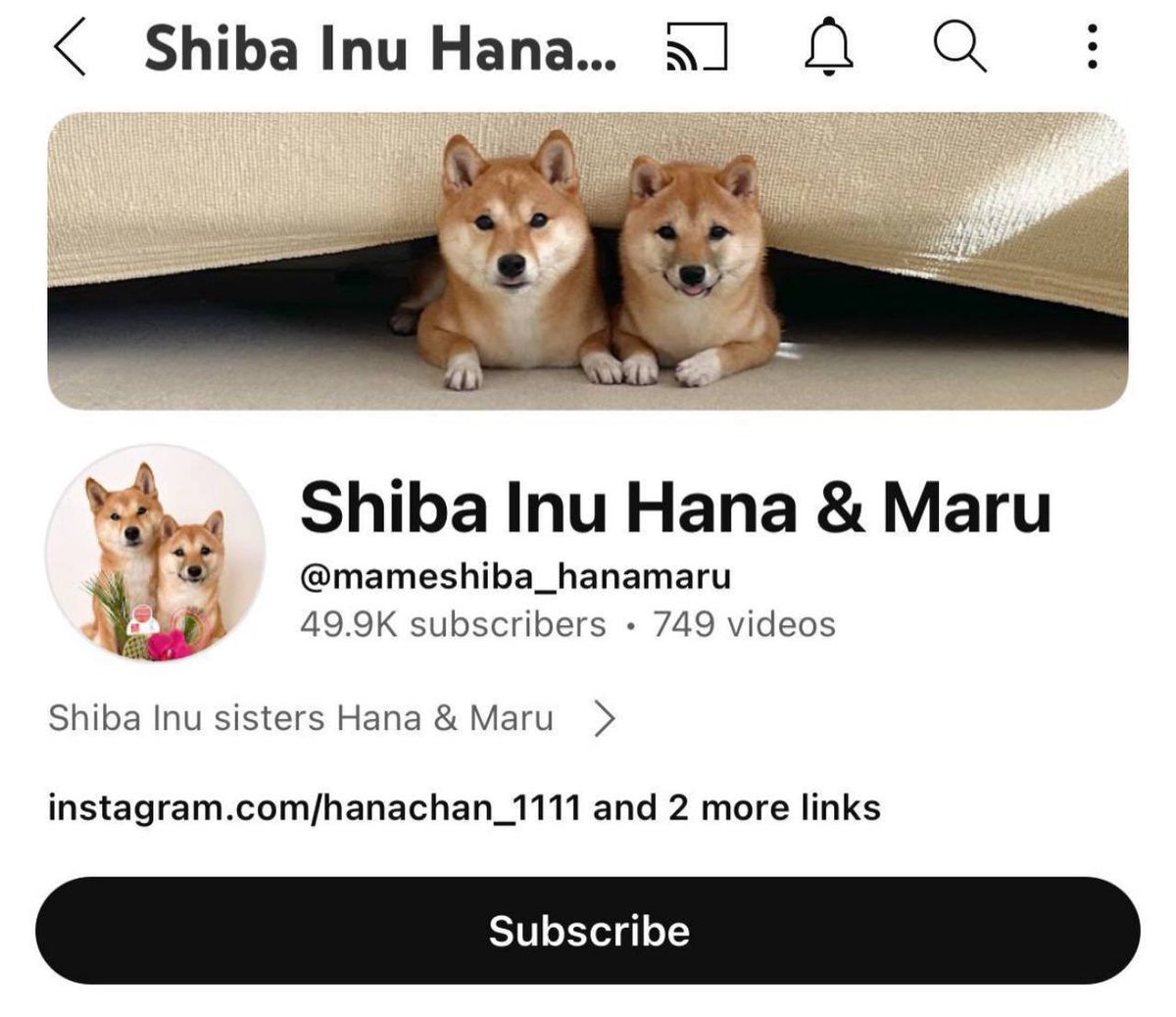 MaruInushiba's tweet photo. $MARU INU 
Multiple larps and rugs have launched in recent days. We are the og maru inu from 2024, ready for the real wave. @kabosumama knows 

https://t.co/VBGJnSlyer https://t.co/qbJk0Q8nKs
