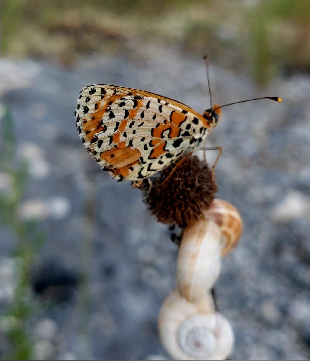 Maria Lea tweet media