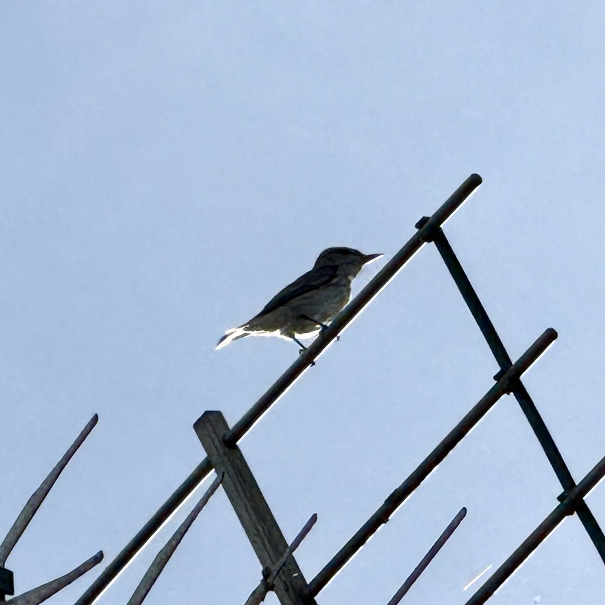 .. nice to see a Spotted Flycatcher on our TV aerial .. I’ve been watching a pair fly catching in the back garden for over an hour now.. nice ( unless you’re a fly of course ) #wiverton ⁦<a href="/NottsBirders/">Notts Birdwatchers</a>⁩