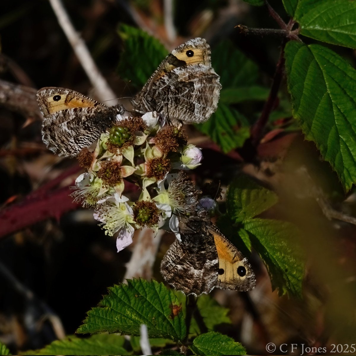 Craig Jones (@craig63jones) on Twitter photo Grayling at the Bog Mine, Shropshire 9/7/25
<a href="/BC_WestMids/">West Midlands Butterfly Conservation</a> <a href="/savebutterflies/">Butterfly Conservation 🦋</a> Grayling at the Bog Mine, Shropshire 9/7/25
<a href="/BC_WestMids/">West Midlands Butterfly Conservation</a> <a href="/savebutterflies/">Butterfly Conservation 🦋</a>