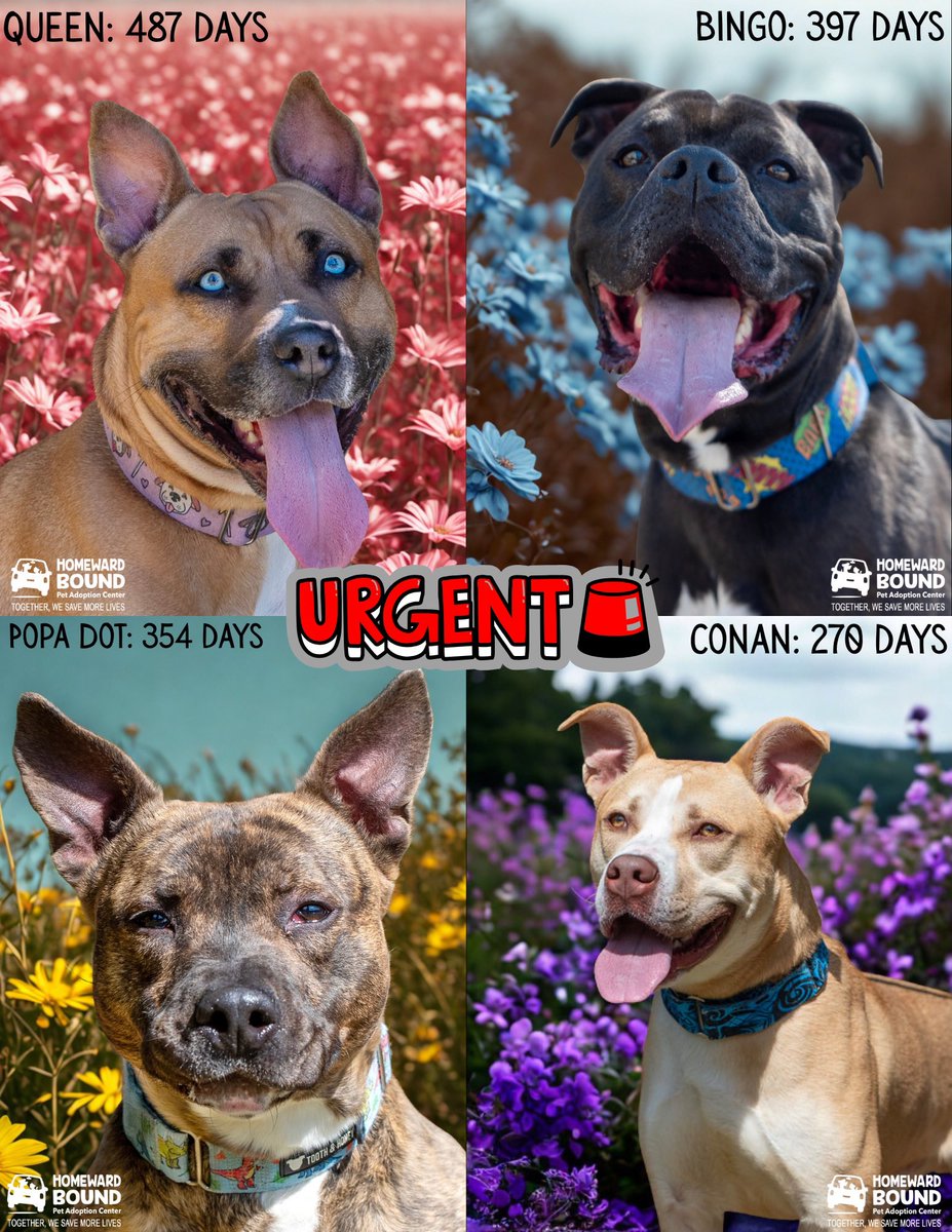 HomewardPetsNJ's tweet image. These four dogs have been in our care the longest and are in desperate need of a forever home. Please share to help us find them a family
📍 Blackwood, NJ
📧 caninecareteam@homewardboundnj.org