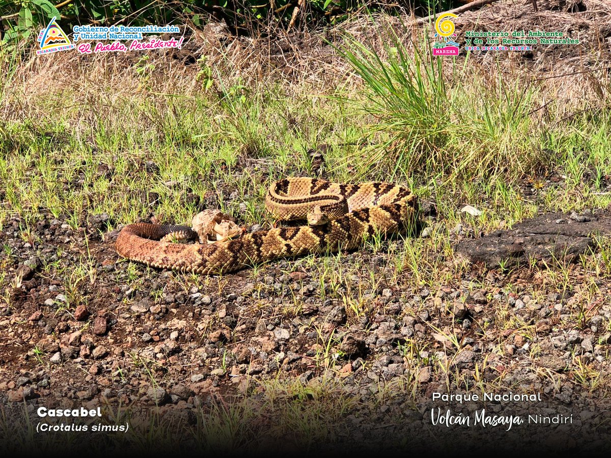 MarenaNicaragua's tweet photo. El equipo técnico de la delegación territorial del #MARENA, en el departamento de Masaya llevó a cabo la liberación controlada de una serpiente de cascabel (Crotalus simus), en el Parque Nacional Volcán Masaya.

#AmorAlaMadreTierra
#Biodiversidad https://t.co/V2zCYEZX8y