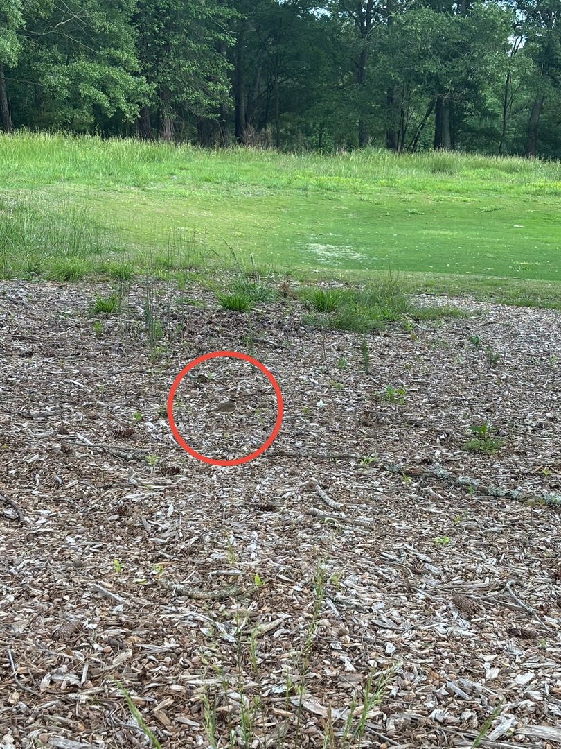 More than 125 animal species call the UGA Golf Course home. Swipe to the end and see if you can spot the bird (answer’s on the last slide)! 👀 #UGAGolfCourse