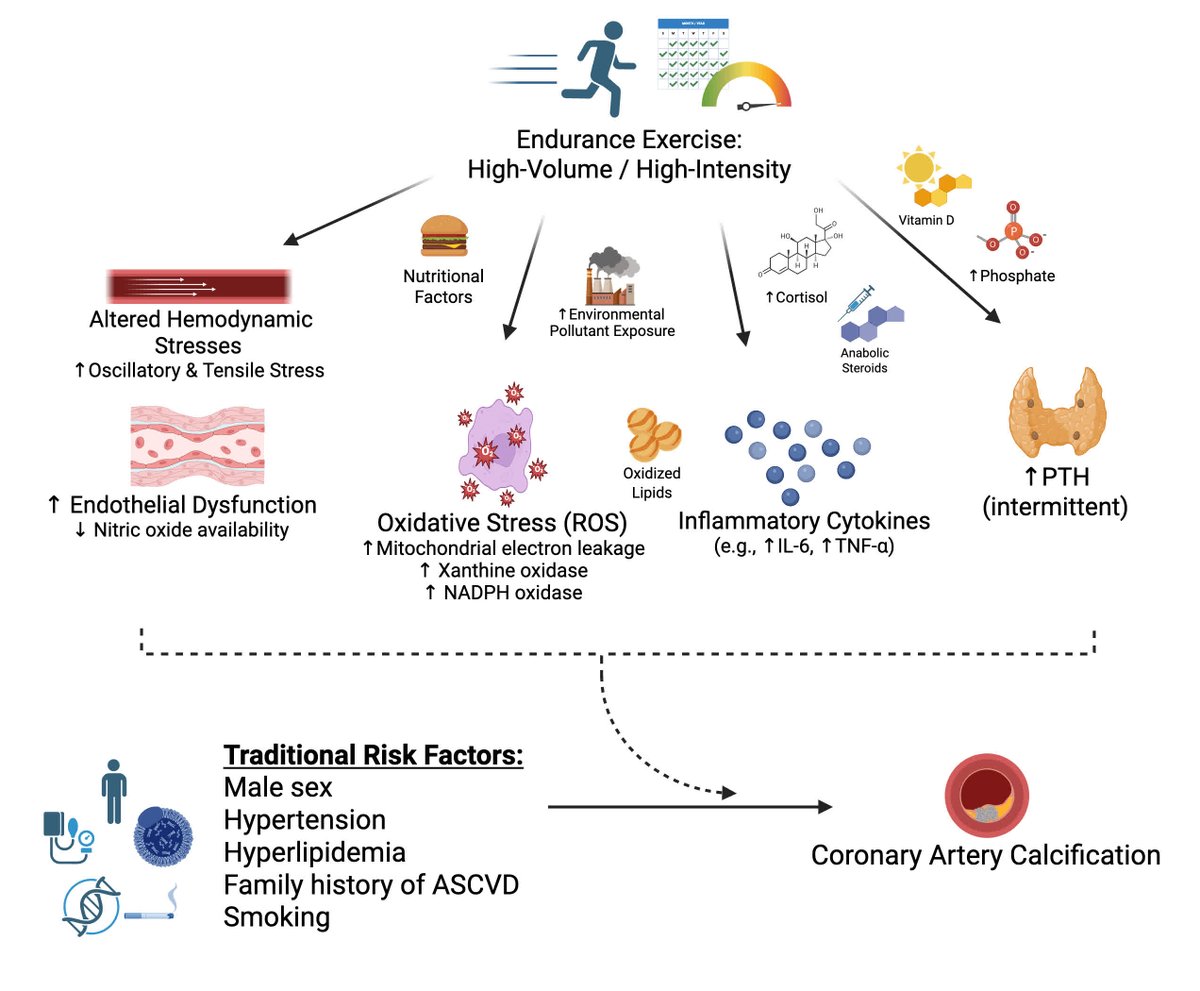 Circulation Research (@circres) on Twitter photo <a href="/CircRes/">Circulation Research</a> Compendium on #Cardiopulmonary Disease and #Exercise
Paradox of Exercise and Coronary #Artery #Calcification: Potential Underlying Mechanisms ahajrnls.org/4lPsqdv
Authored by <a href="/JeffHsuMD/">Jeff Hsu, MD, PhD</a> & colleagues.
<a href="/YinTintut/">Yin Tintut, PhD</a> <a href="/CircRes/">Circulation Research</a> Compendium on #Cardiopulmonary Disease and #Exercise
Paradox of Exercise and Coronary #Artery #Calcification: Potential Underlying Mechanisms ahajrnls.org/4lPsqdv
Authored by <a href="/JeffHsuMD/">Jeff Hsu, MD, PhD</a> & colleagues.
<a href="/YinTintut/">Yin Tintut, PhD</a>