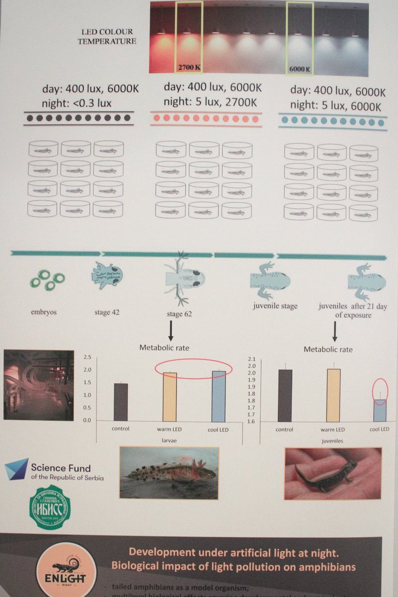MarkoProkic5's tweet image. Second day #SEBconference. Effects of #ALAN on newts in short: The Good (natural dark), the Bad (warm light) and the Ugly (cool light). 
Great chat with @Nedim_Tuzun  about #lightpollution, what can we learn from amphibians and Daphnia.