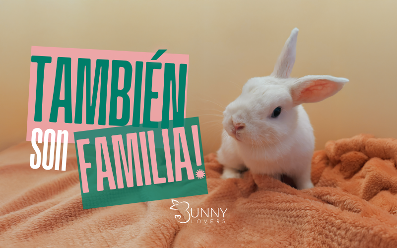 ¿En qué estamos con nuestra campaña 𝐓𝐚𝐦𝐛𝐢𝐞́𝐧 𝐬𝐨𝐧 𝐟𝐚𝐦𝐢𝐥𝐢𝐚? Te lo contamos en esta actualización 👉​ change.org/p/los-conejos-…