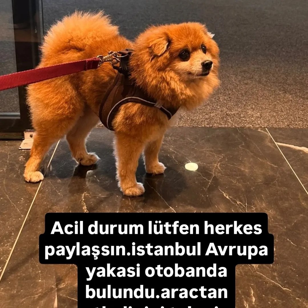 İnstagram @cicegin_patileri
•
Mutlaka sahibi vardır.belki onu arıyordur. istanbul Avrupa yakasi 4. Levent. Metro civari caddede bankaci bir takipçimiz bulmus şuan iş yerinde..araçtan atladığını düşünüyoruz. Tasma sonradan takıldı.cipi var erkek ama cipin kaydı yok.(Buda