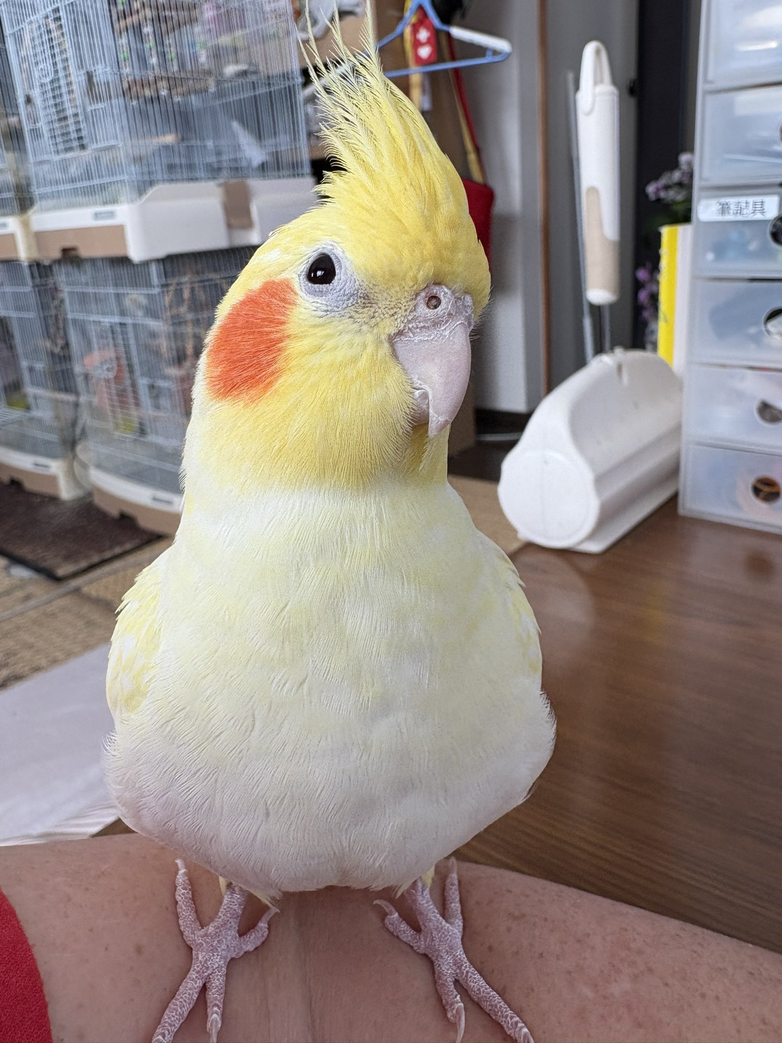 こんぶちゃん on X: 