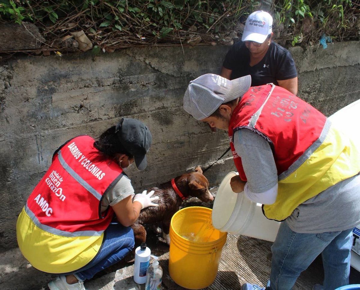 Con el Corazón del Cambio, hoy cientos de peluditos reciben atenciones dignas y de calidad en los diferentes barrios y colonias de la capital a través de nuestra Clínica Veterinaria Móvil.

Cada vez y con mucho cariño, compromiso y amor, seguimos llegando a tu comunidad para