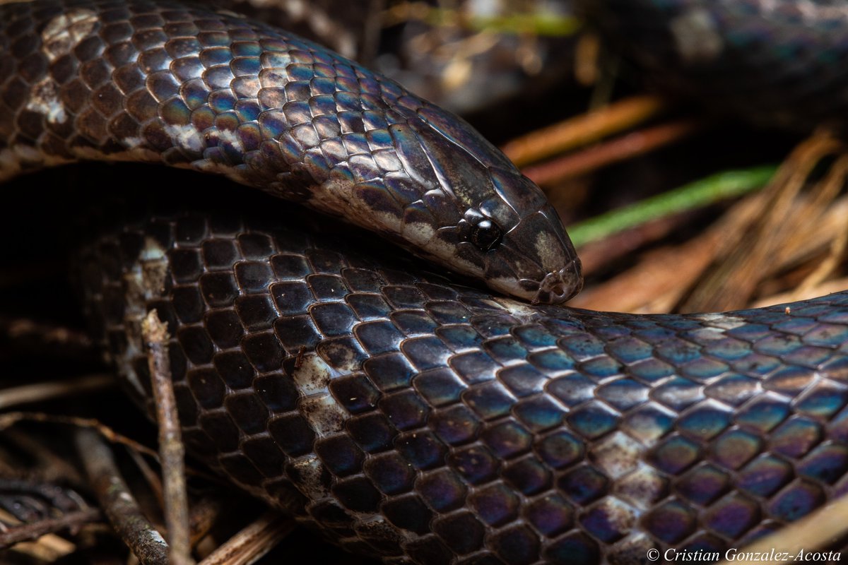 Serpiente tierrera de Santa Marta 
St. Marta's ground snake
Atractus sanctaemartae
Especie endémica de la Sierra Nevada de Santa Marta, Magdalena, Colombia