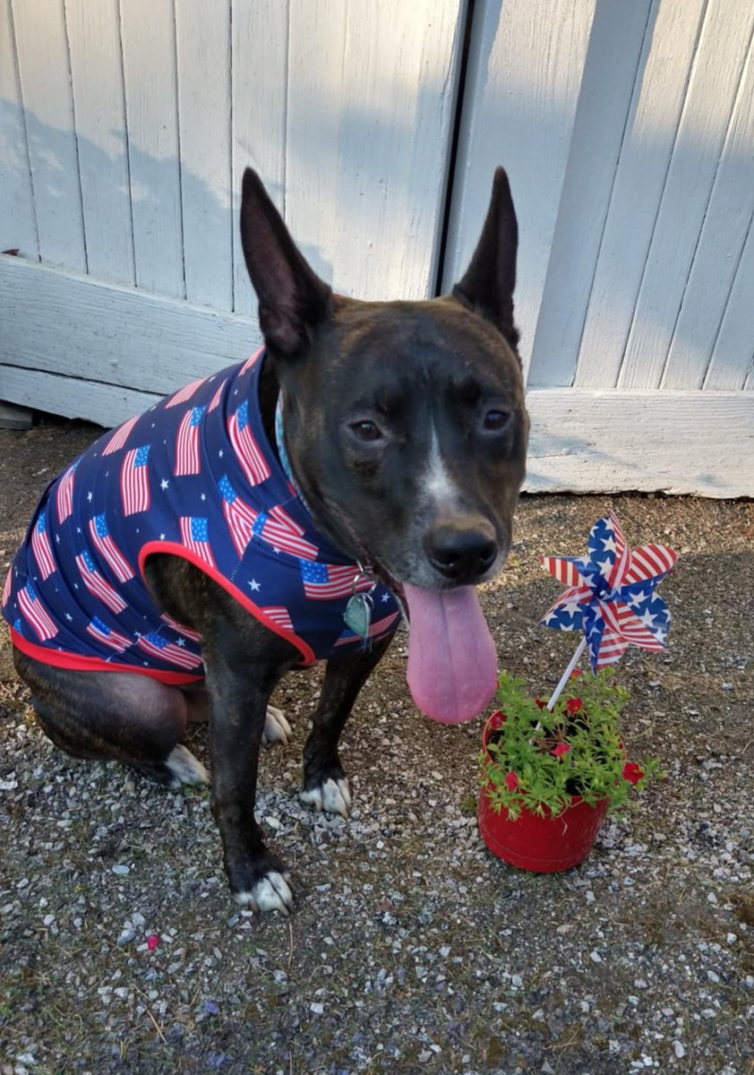 MHenry6120's tweet image. I'm a day late with my tongue but I hope you all had a pawsome holiday! 😋