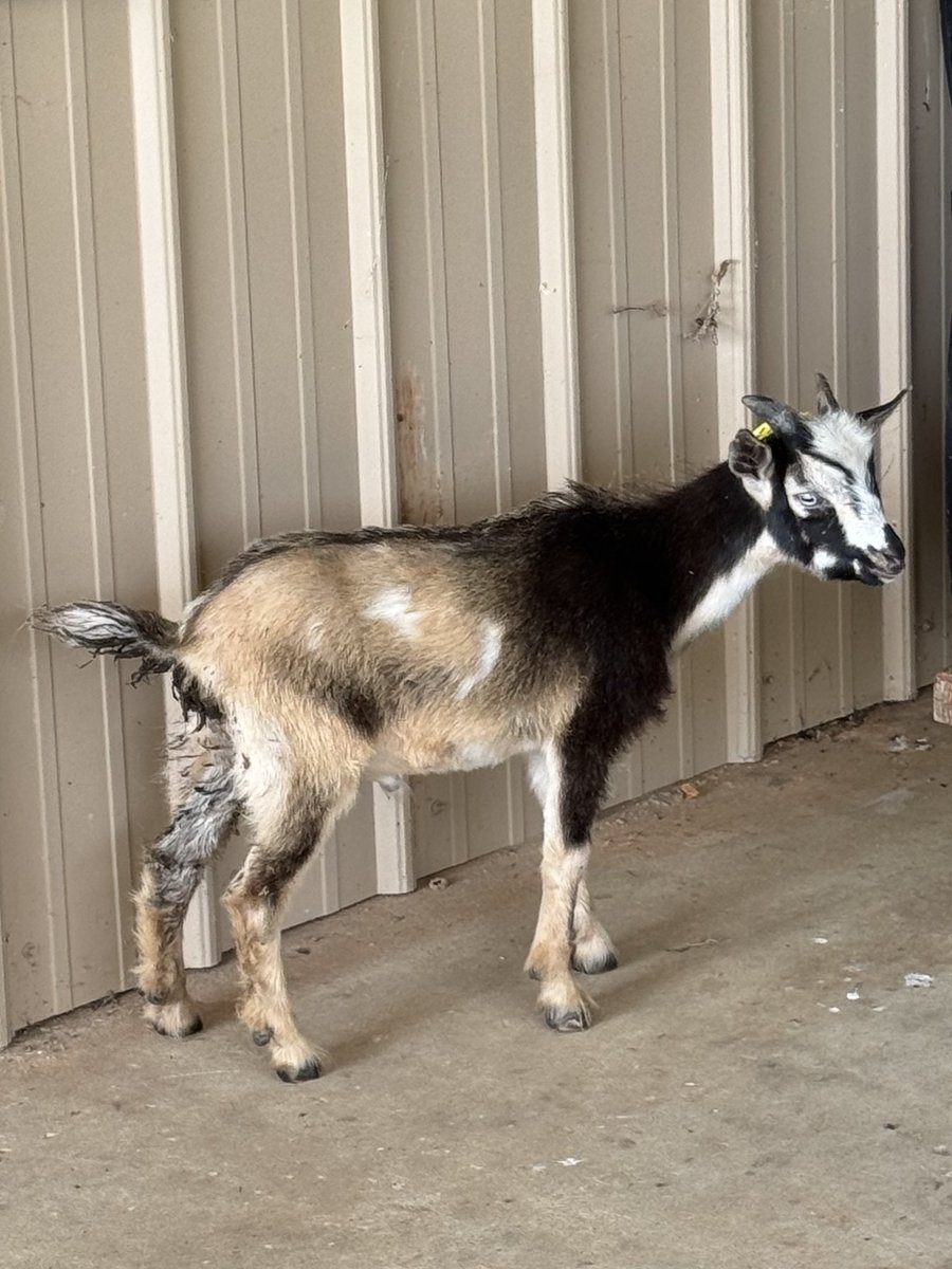 RapidFireRachel's tweet image. Went down to the range to get some work & planning done before the baby gets here… ended up rescuing this little guy!
Definitely didn’t have catching a goat on my list of things to do at 35 weeks pregnant!