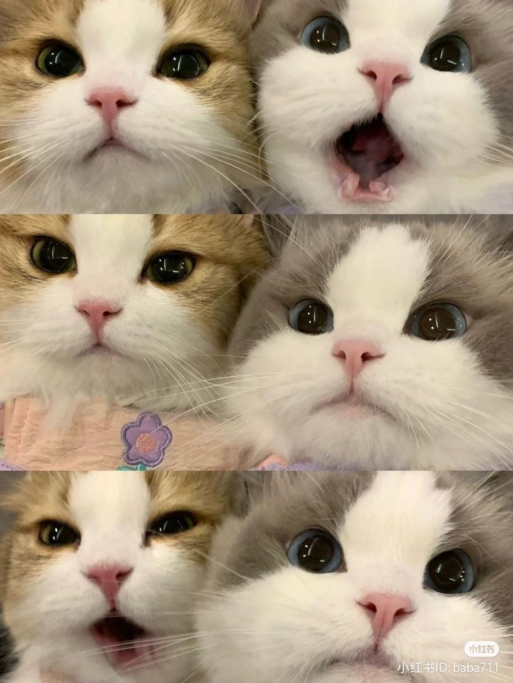 Cats all the way (@nekocatts) on Twitter photo 