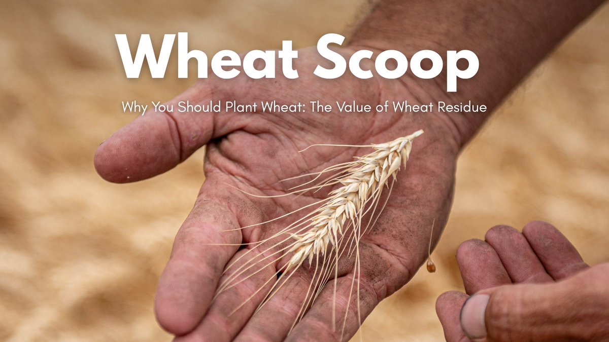 Wheat does more than yield grain—it protects soil, fuels yield stability, and strengthens your entire cropping system.

📉 Less erosion
🌾 More moisture
📈 Higher follow-up yields

🔗 kswheat.com/beyond-the-val…