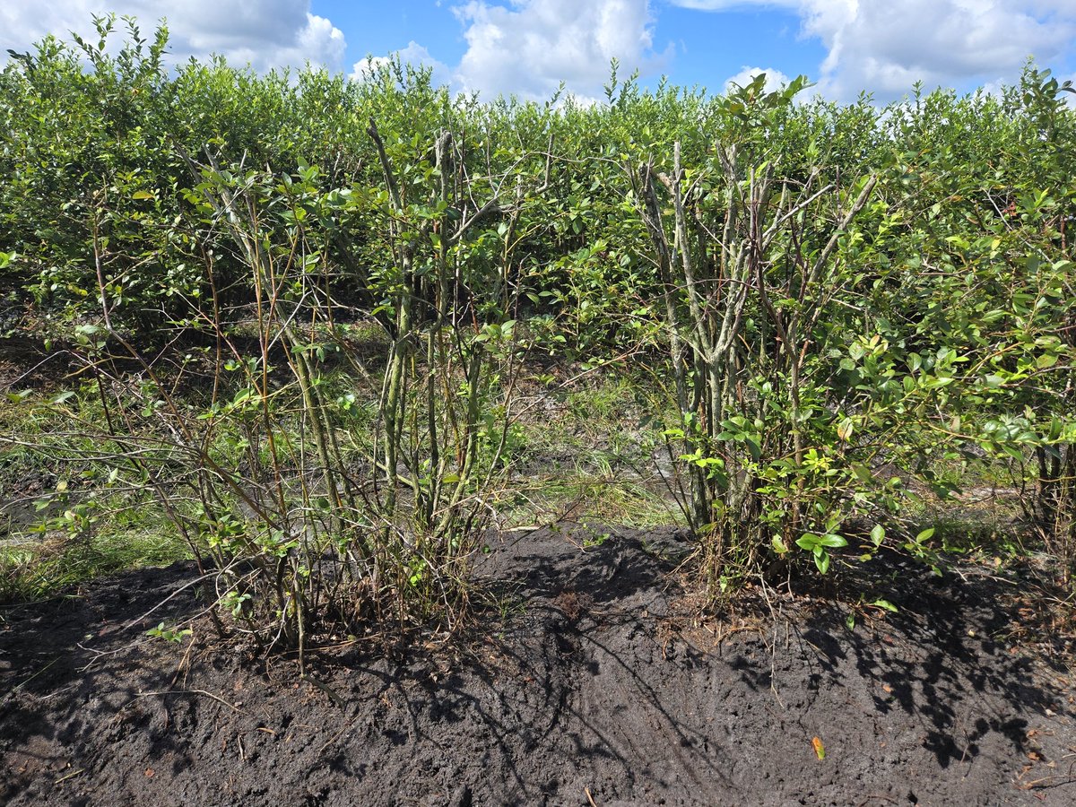 Good field meeting today with Extension agents and blueberry growers to demonstrate how to check blueberry bushes for Prionus beetle infestation. Uprooted multiple bushes and got rained down at the end. It was a good and productive day! 🙂🫐🐛