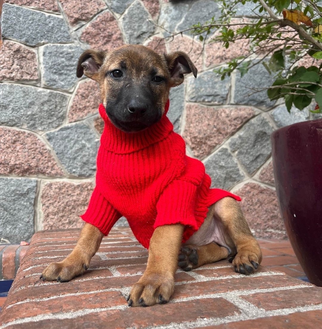 Taponto App tweet media