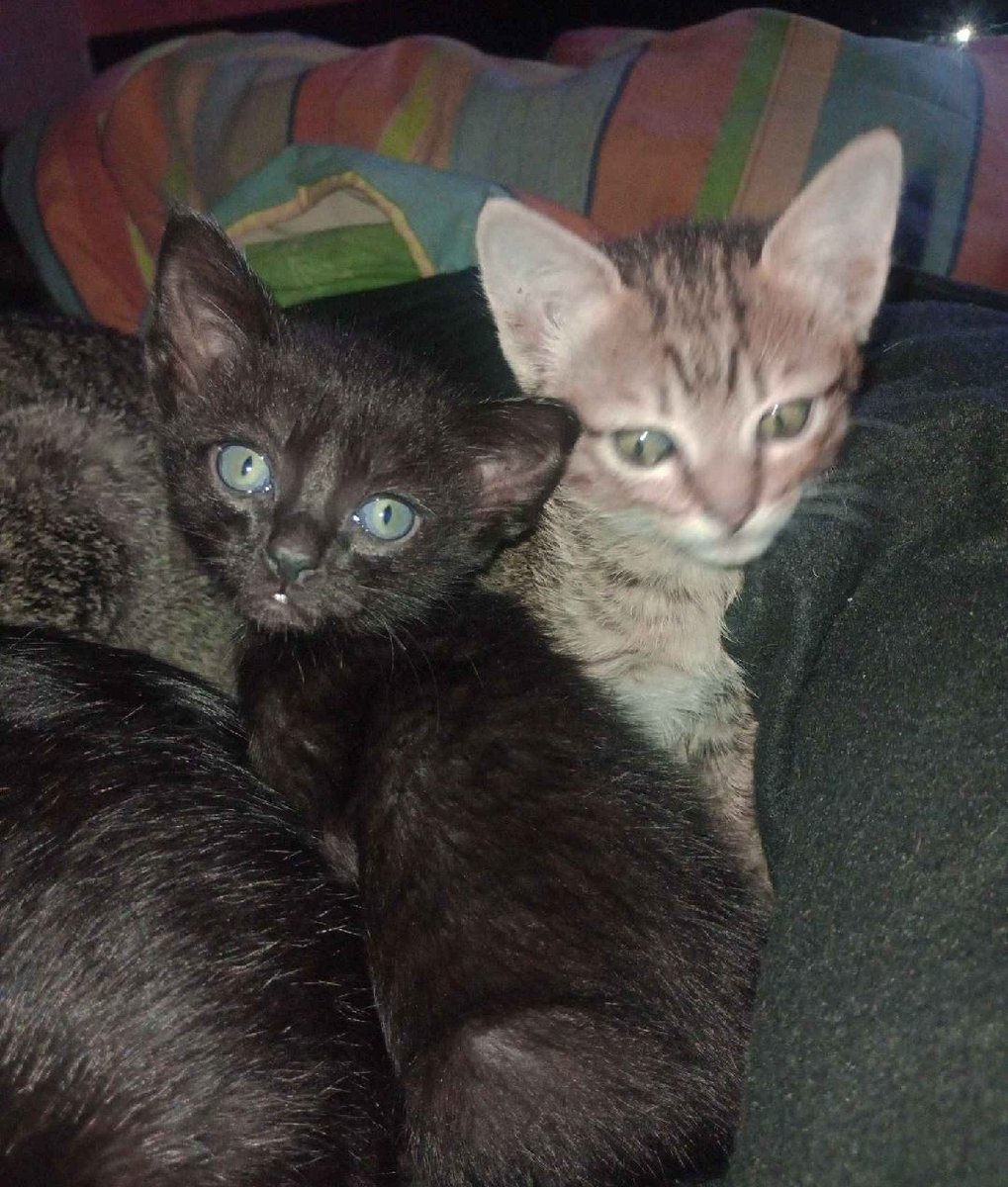 Taponto App tweet media